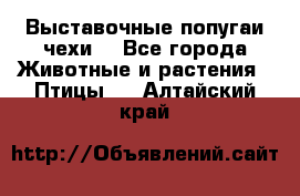 Выставочные попугаи чехи  - Все города Животные и растения » Птицы   . Алтайский край